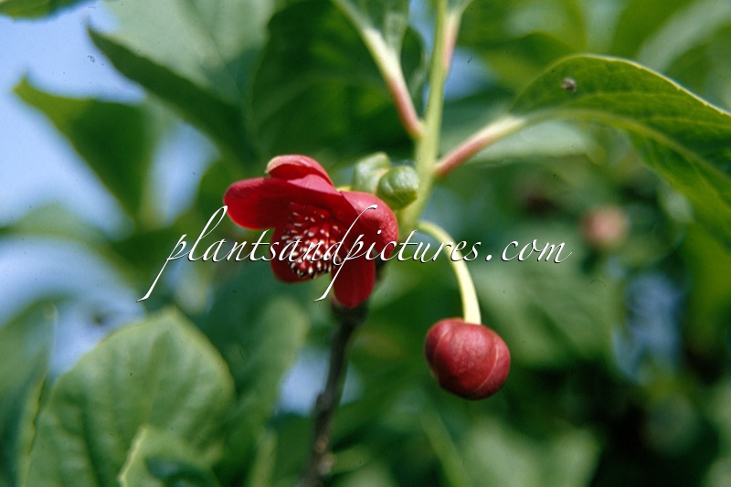 Schisandra rubriflora