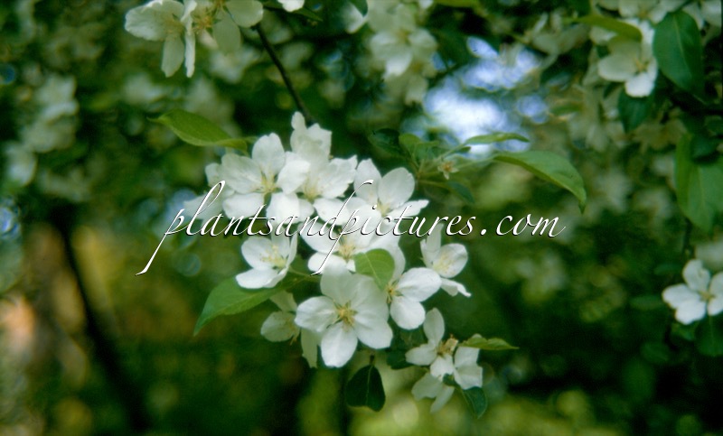 Malus hupehensis