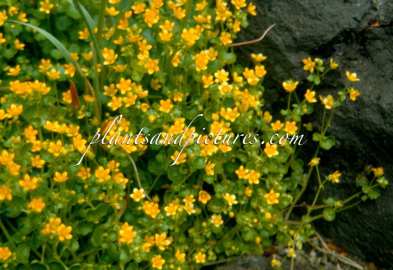 Saxifraga cymbalaria