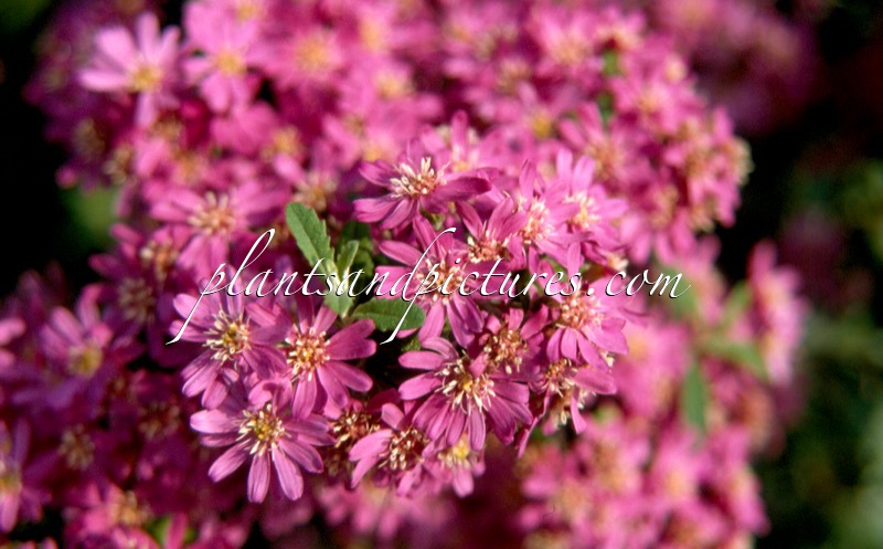 Olearia scilloniensis ‘Master Michael’