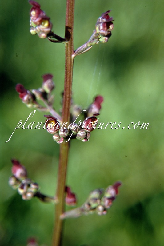 Scrophularia auriculata