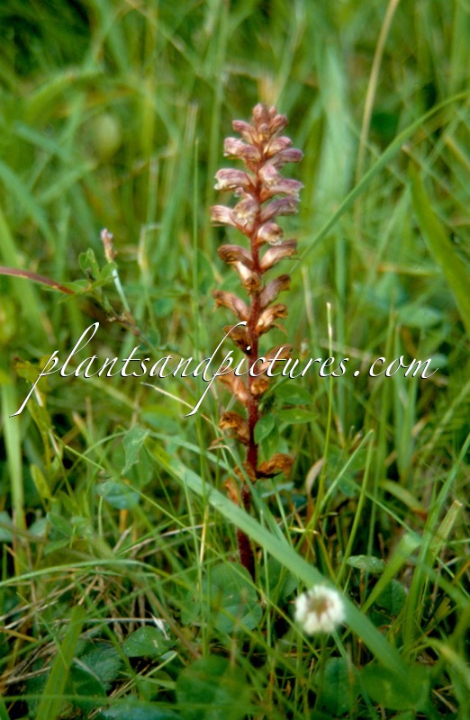 Orobanche minor