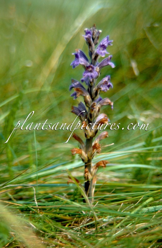Orobanche purpurea