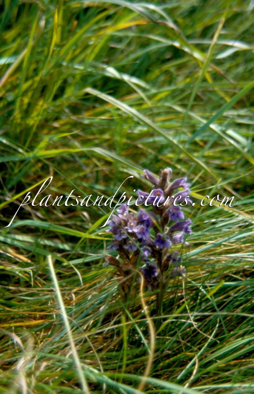 Orobanche purpurea