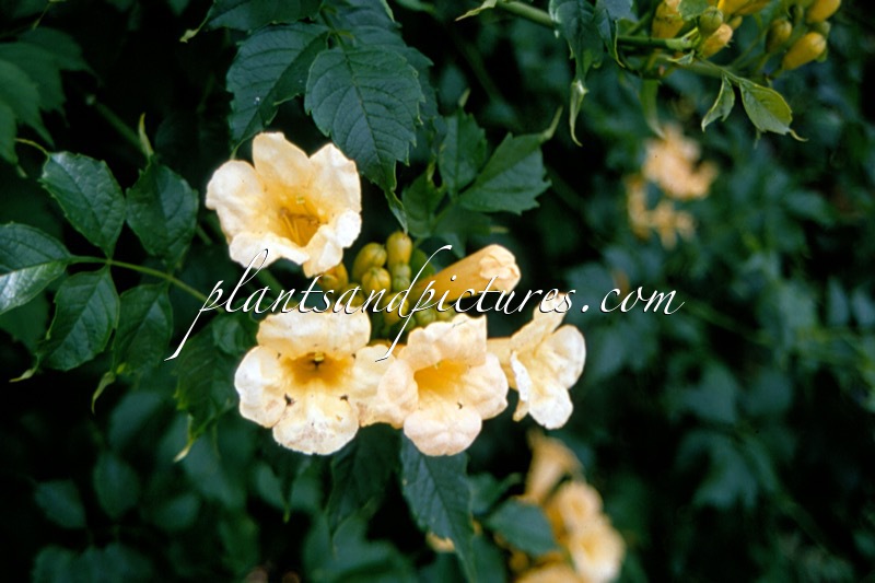 Campsis radicans ‘Flava’