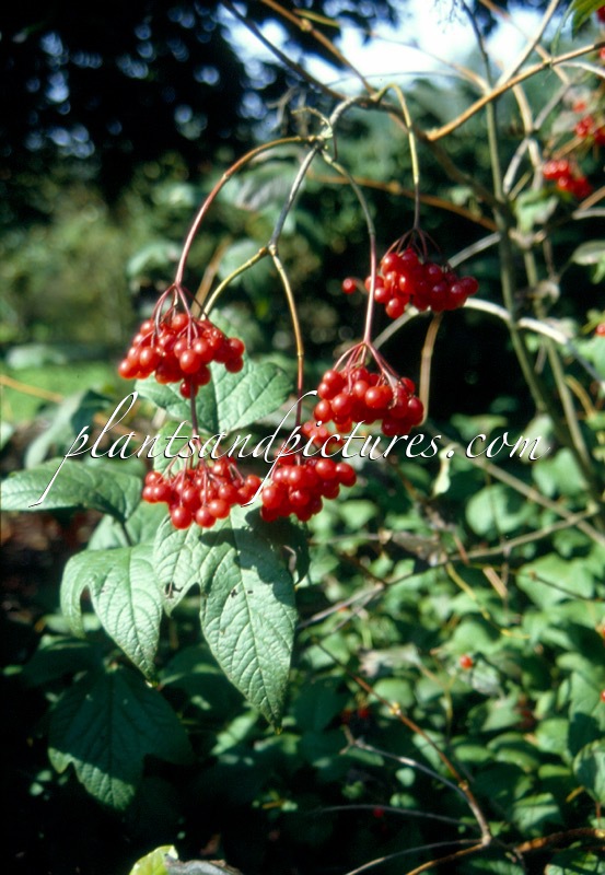Viburnum trilobum