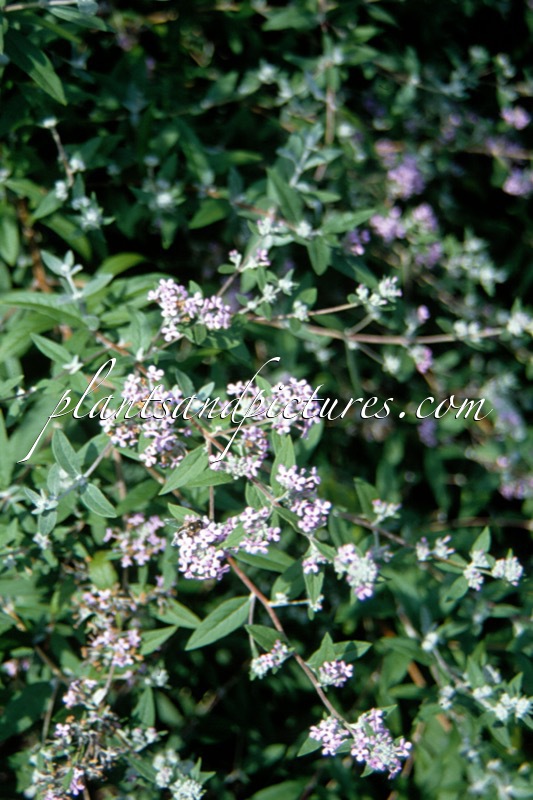 Buddleja pikei ‘Hever’