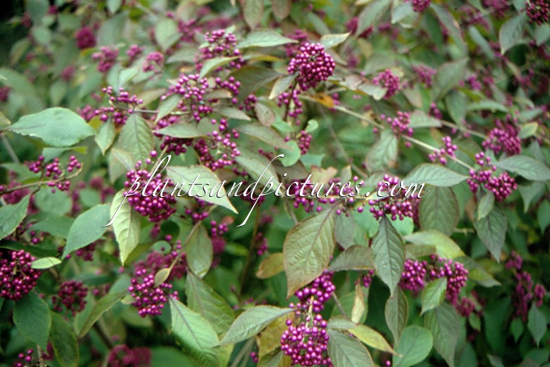 Callicarpa bodinieri ‘Profusion’