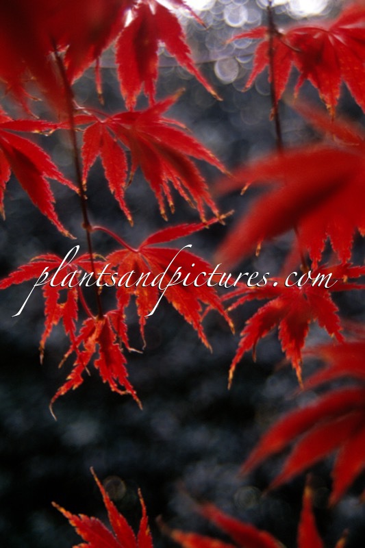 Acer palmatum ‘Burgundy Lace’