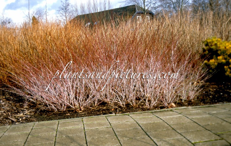 Rubus thibetanus ‘Silver Fern’