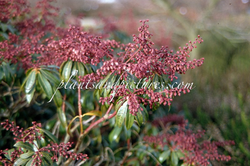 Pieris japonica ‘Rosalinda’