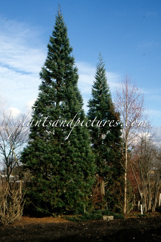 Sequoiadendron giganteum ‘Glaucum’