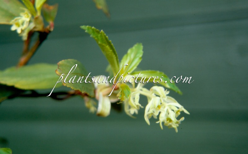 Ribes laurifolium