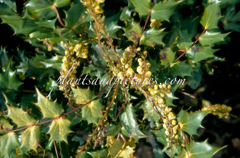 Mahonia japonica ‘Hivernant’