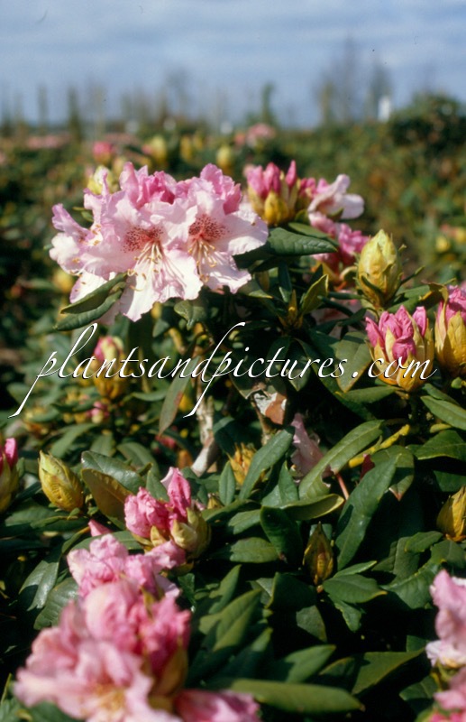Rhododendron ‘Melpomene’