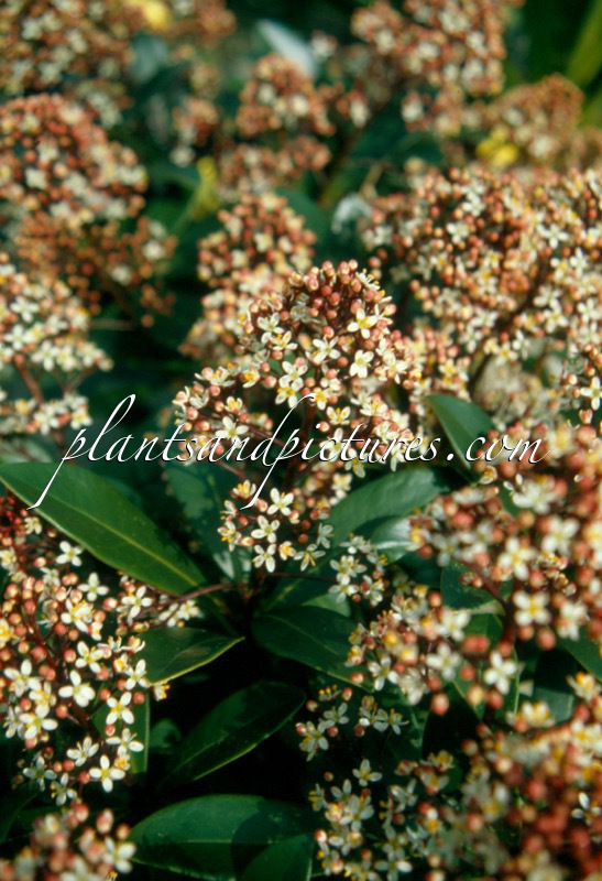 Skimmia japonica ‘Rubella’