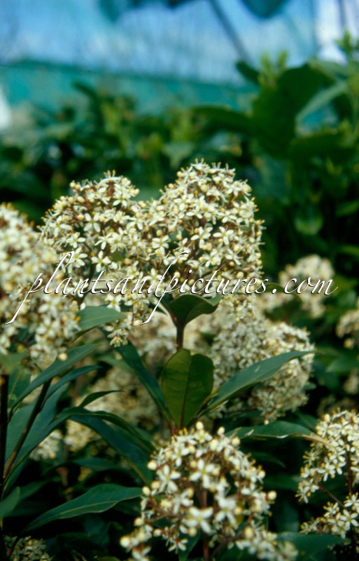 Skimmia japonica ‘Ruby King’