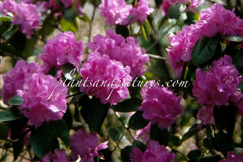 Rhododendron ‘P.J. Mezitt’