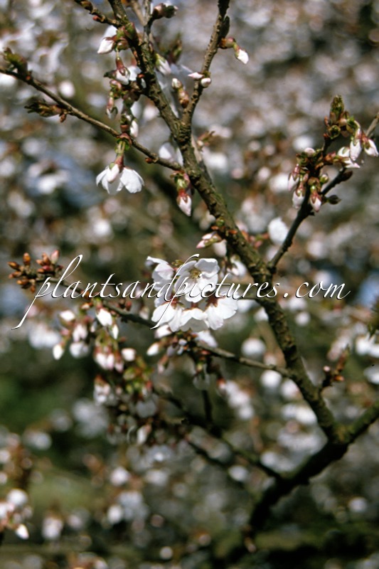 Prunus subhirtella ‘Autumnalis’