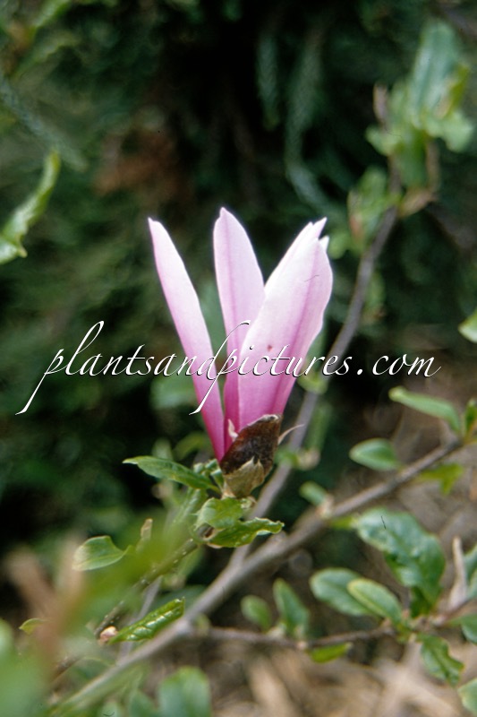 Magnolia ‘Orchid’