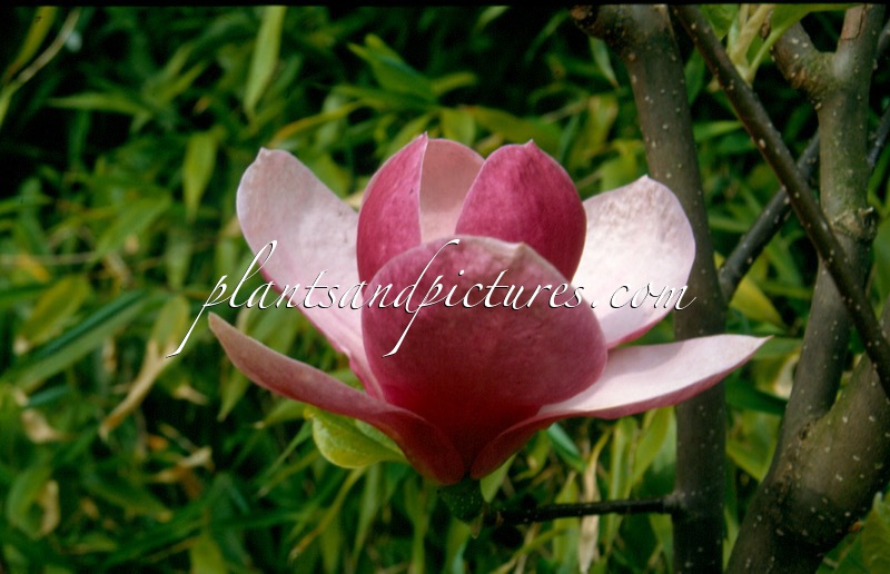 Magnolia ‘Joe McDaniel’