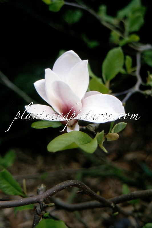 Magnolia ‘Pickard’s Firefly’