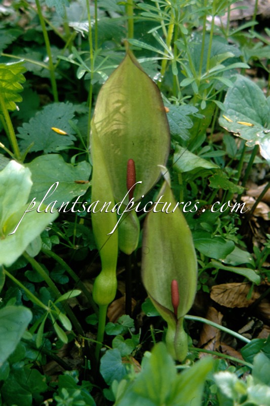 Arum maculatum