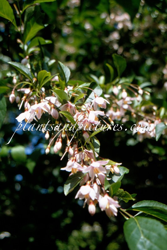 Styrax japonicus ‘Pink Chimes’