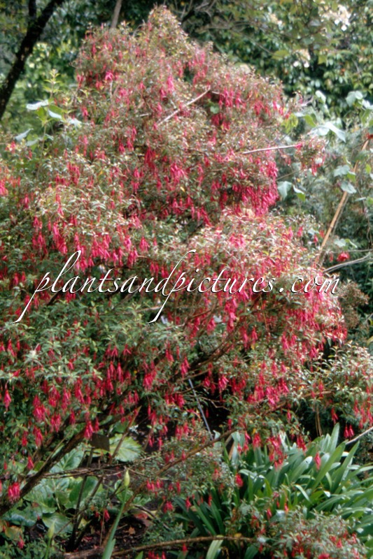 Fuchsia magellanica var. gracilis