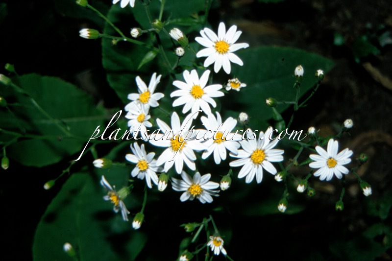 Brachyglottis hectori