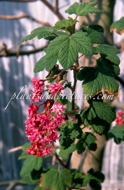 Ribes sanguineum ‘Brocklebankii’
