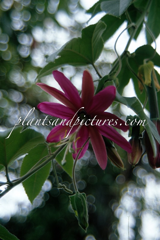Passiflora exoniensis