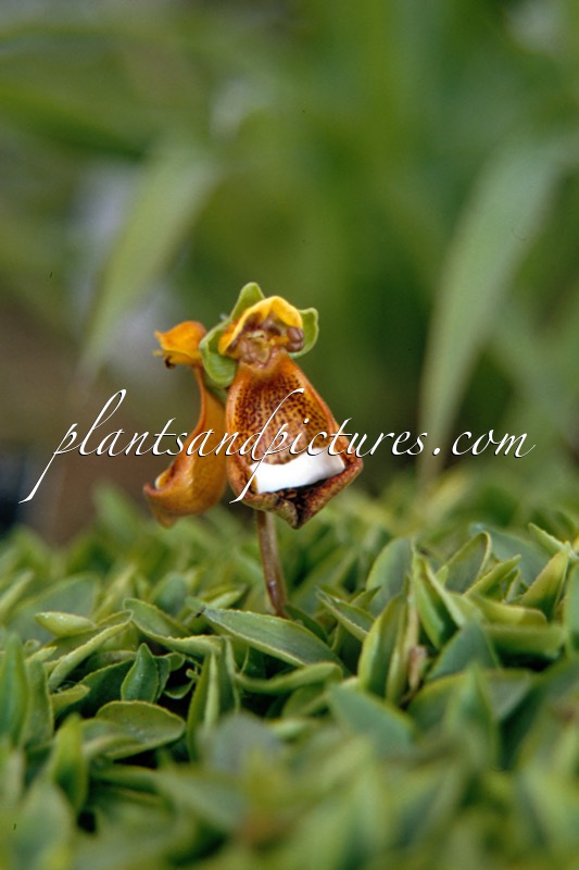 Calceolaria uniflora
