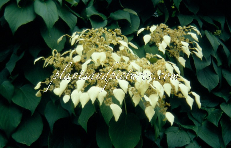 Schizophragma integrifolium