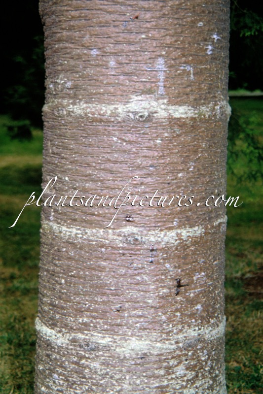 Araucaria araucana