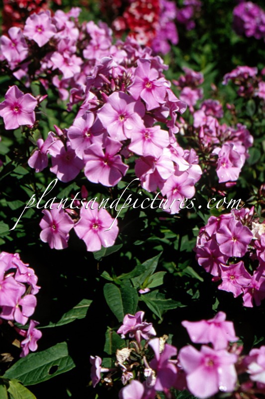 Phlox ‘Cinderella’
