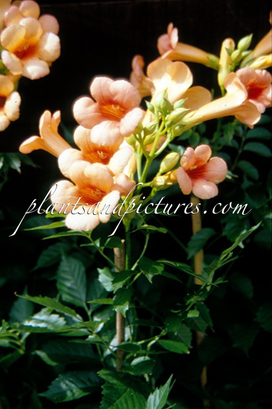 Campsis tagliabuana ‘Indian Summer’