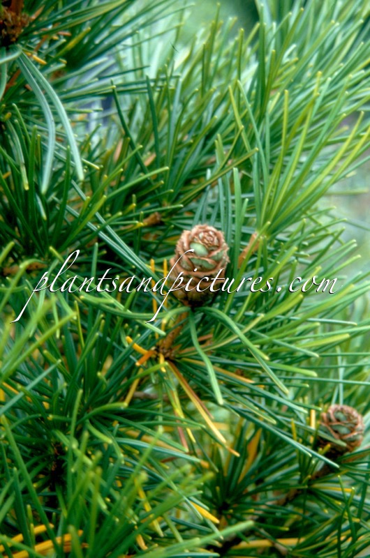 Sciadopitys verticillata