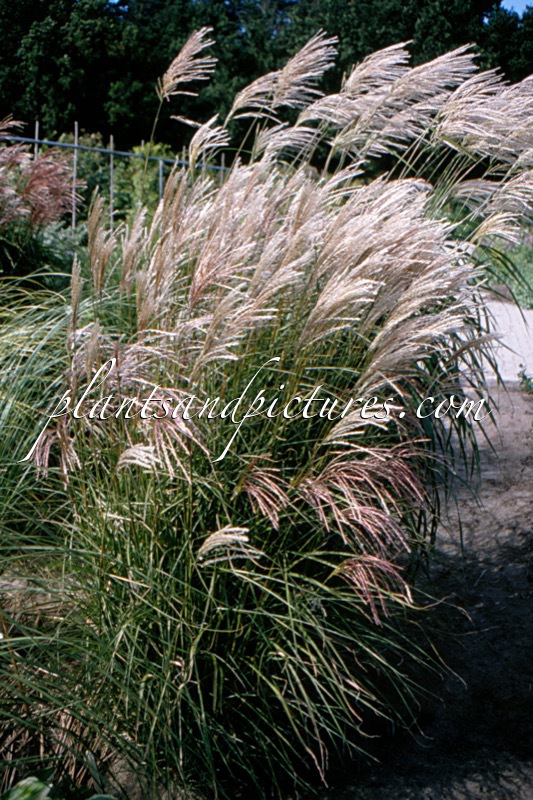 Miscanthus sinensis ‘Kleine Fontäne’