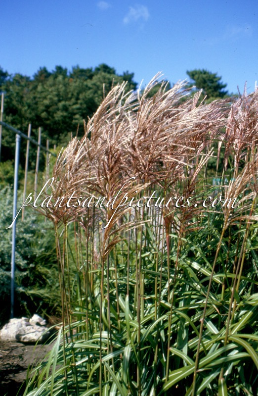 Miscanthus sinensis ‘Malepartus’