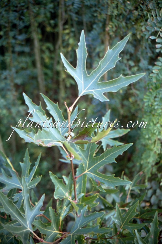 Platanus orientalis ‘Digitata’