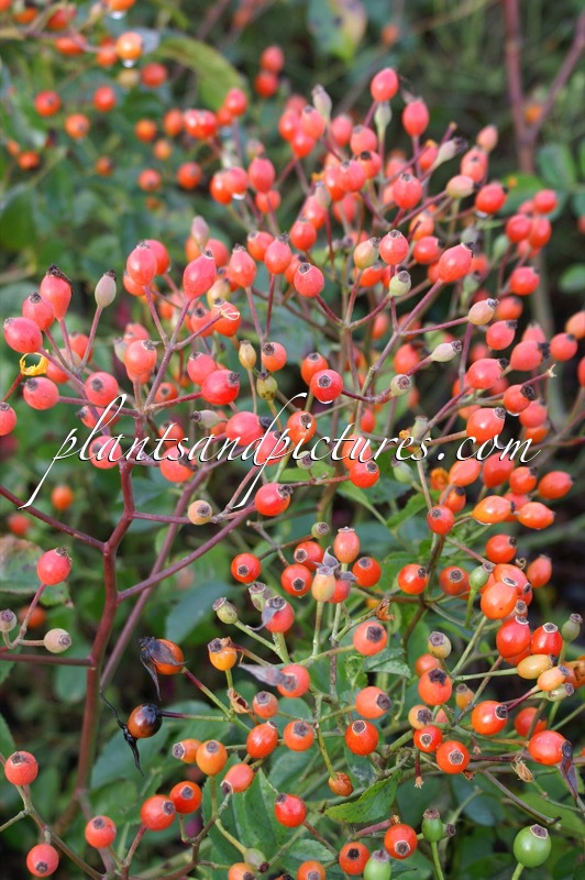 Rosa ‘Bokrammi’ (MAGICAL MIRACLE)