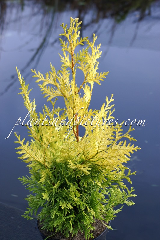 Thuja plicata ‘Daniellow’