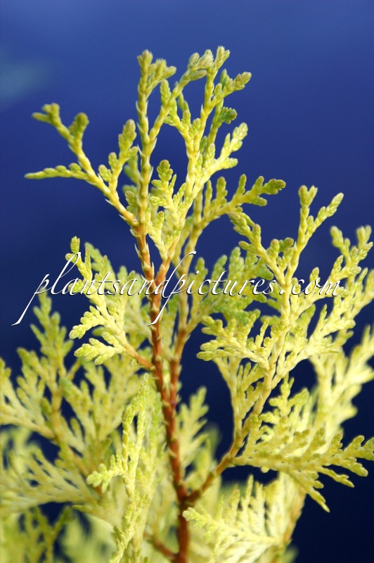 Thuja plicata ‘Daniellow’