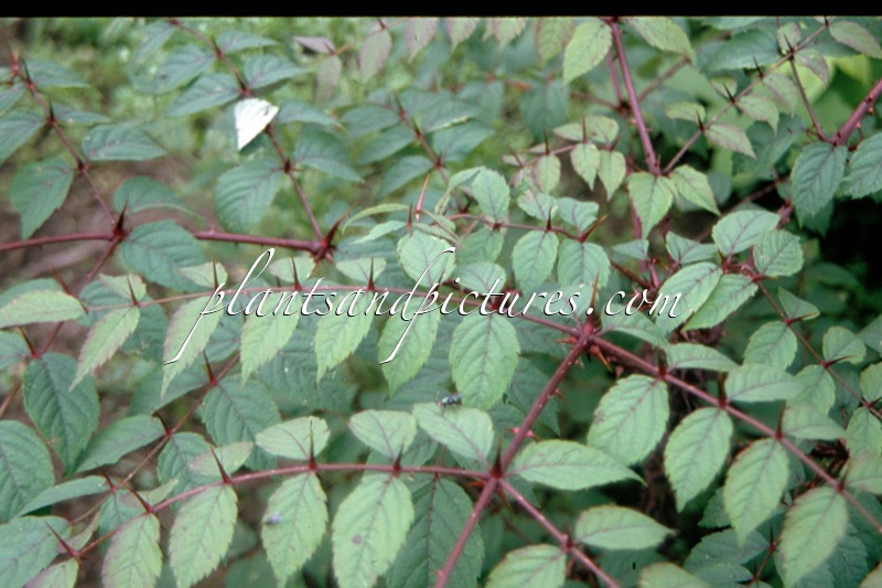 Aralia spinosa