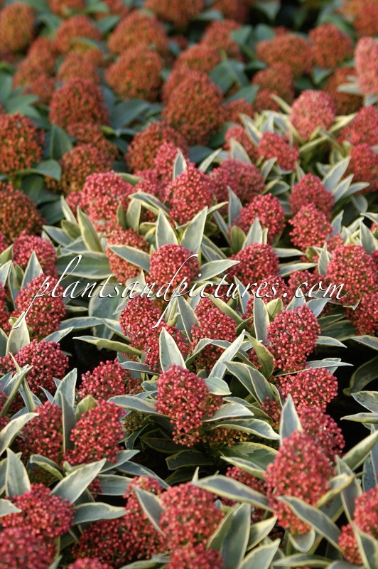 Skimmia japonica ‘Magic Marlot’