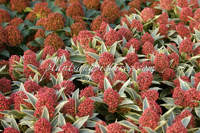 Skimmia japonica ‘Magic Marlot’