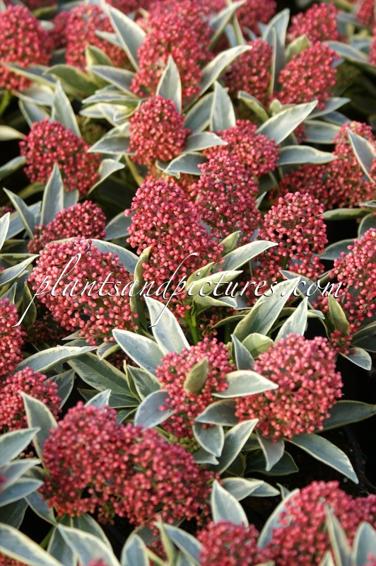 Skimmia japonica ‘Magic Marlot’