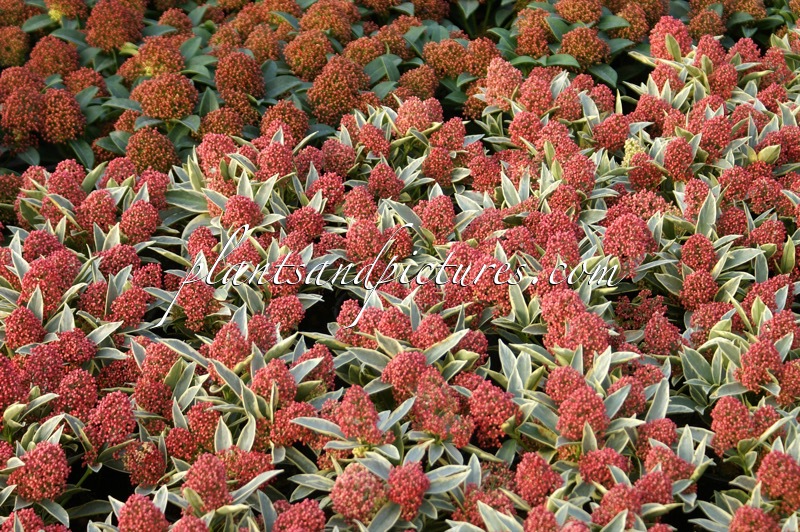 Skimmia japonica ‘Magic Marlot’