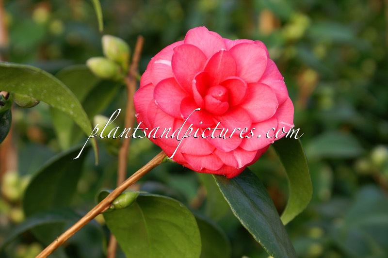 Camellia ‘Baroviera Nella’